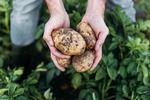 potatoesnz.co.nz