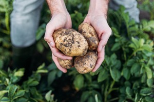 potatoesnz.co.nz