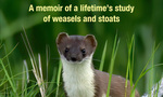 Win 1 of 2 copies of Stoatally Fascinated by Carolyn King from Grownups