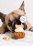 Win a Box of Amy's Secret Kitchen Pupcakes from Dish