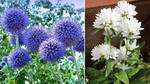 Win Plants from Blue Mountain Nurseries @ Stuff NZ