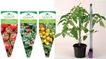 Win 1 of 10 Cartons of Grafted Tomato Plants (Worth $149) from NZ Gardener