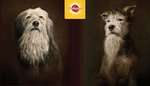 Win a Professionally Shot Portrait Package of Your Senior Dog (Worth $5000) from Mindfood