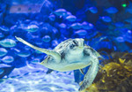 Adult or Child Entry $20 (Normally $39) to Kelly Tarlton's SEA LIFE Aquarium | Zambrero Burrito $7 (Normally $13.50) via Grabone