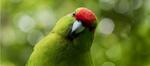 Free Entry (Normally $10) for Children in July @ Zealandia (Wellington)