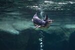 [CHCH] 50% off General Admission for Canterbury Residents: Child $24.50, Adult $37, Family $99.50 @ Int. Antarctic Centre