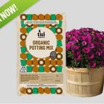 Win 1 of 20 Cape Daisy Potted Flowers from Tui Garden