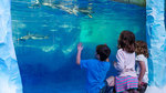 Win an Annual Family Pass to Kelly Tarlton's SEA LIFE Aquarium + Family Pass to Minions Movie