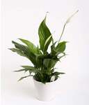Win 1 of 15 peace lilies from Gellerts @ Stuff (NZ Gardener)