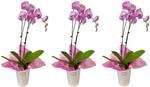 Win 1 of 7 Gellert's double colour Phalaenopsis orchid @ Stuff NZ