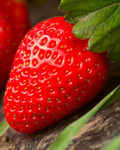 Ventana Strawberry Bundle (3 Plants) $0 + $8.35 Shipping ($0 C&C Palmerston North) @ Awapuni Nurseries