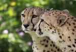50% off 2 Auckland Zoo Passes: 2 Adults or Children for $28