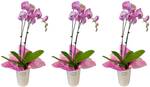 Win 1 of 7  Gellert's Phalaenopsis orchid packs @ Stuff (NZ Gardener)