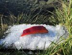 Win 1 of 3 Double Packs of Beetroot Cold Smoked Salmon from High Country Salmon