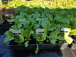 BOGOF 60 Plants for $49 Shipped (6x Beet, Broc, Cabbage, Cauli, Onion, Pea, Silverbeet, Spinach, 12x Lettuce) @ The Plant Store