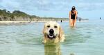 Win a Weekend Getaway for You and Your Dog (Valued up to $2000) @ The Urban List