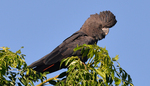 [CHCH] 30% off General Entry: Child $9.10, Adult $24.15, Family $59.50 (Online Only) @ Willowbank Wildlife Reserve