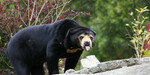 Win a Wellington Zoo Sun Bear Close Encounter for Two from Wellington NZ