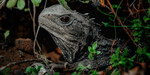 Win a Zealandia by Night Tour for Two from Wellington NZ