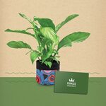 Win a $200 Kings Plant Barn Stonefields (Auckland) voucher & plant with canvas planter @ Mindfood