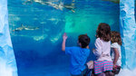 Win an Annual Family Pass (2 Adults, 2 Kids) to Kelly Tarlton's SEALIFE Aquarium from Womans Day