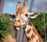 Win 1 of 2 Auckland Zoo Family Passes from Eastlife