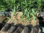 Up to 2 Bundles of Swan Plants (8 Seedlings) $0 + Shipping @ Awapuni Nurseries
