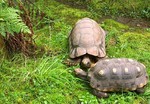 GrabOne - Ti Point Reptile Park Entry Kids $5, Adults $10 and Families $25 (1/2 Price) [AKL]