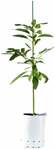 50% off Grafted Hass Avocado Trees, $45 ea. (Was $90) + Delivery @ PlantFolk