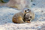 [Wellington] Discounted Tickets Every Weekend in May; Adult $10 & Child $5 + 1.7% CC surcharge @ Wellington Zoo (Online Booking)