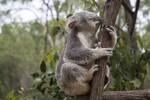 Australia: Return from WLG $329, AKL $351, Tron $398, CHC $401, Q'TN $444, DUD $545 [May-Jul] @ Beat That Flight